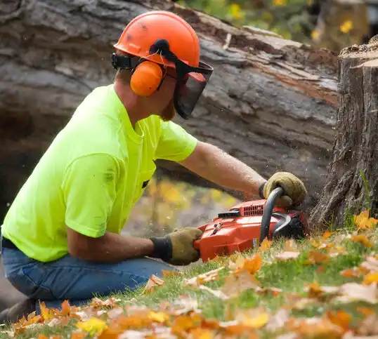 tree services Euclid